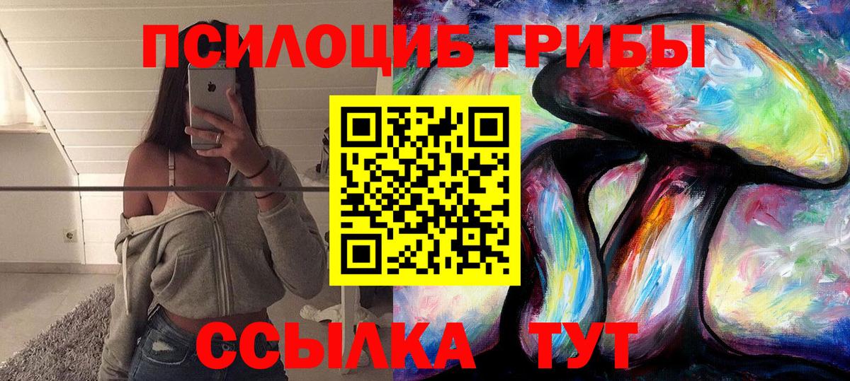 Псилоцибиновые грибы Psilocybe Будённовск